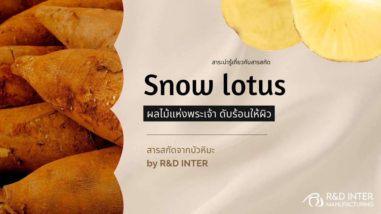 snow-lotus-extract
