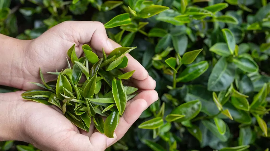 tea-picker-woman-asian-hands-close-up-pretty-tea-picking-girl-plantation